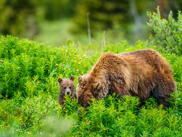 Best Places to See Wildlife in Canada by Car